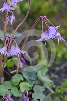Mountain tassel-flower Soldanella montana purple flowers photo